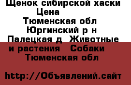 Щенок сибирской хаски › Цена ­ 10 000 - Тюменская обл., Юргинский р-н, Палецкая д. Животные и растения » Собаки   . Тюменская обл.